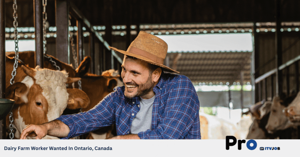Dairy Farm Worker Wanted In Ontario, Canada