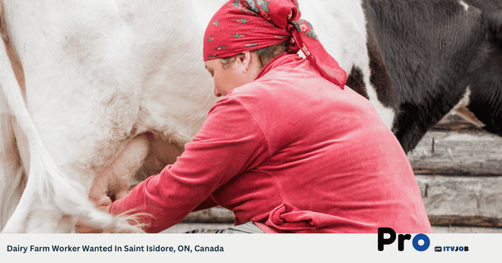 Dairy Farm Worker Wanted In Saint Isidore, ON, Canada
