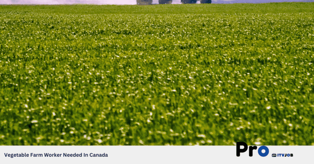 Vegetable Farm Worker Needed In Canada